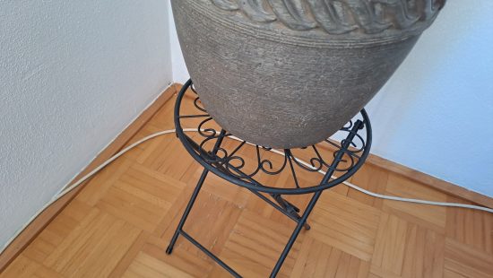 Zimmerpflanze