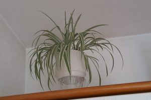 Zimmerpflanzen