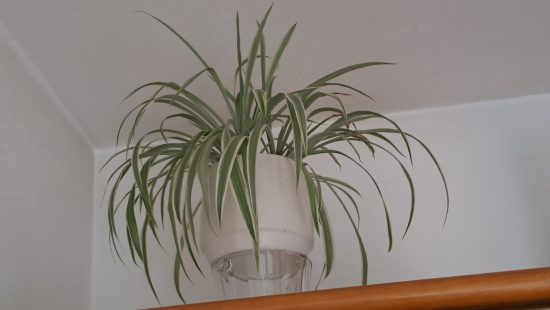 Zimmerpflanzen