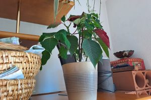 Zimmerpflanzen