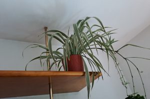 Zimmerpflanzen