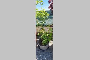Kübelpflanze Rose