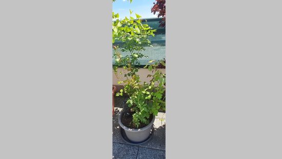Kübelpflanze Rose