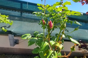 Kübelpflanze Rose