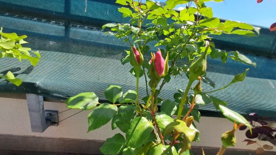 Kübelpflanze Rose