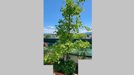 Kübelpflanze Ginko
