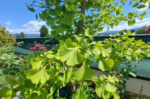 Kübelpflanze Ginko