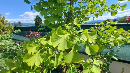 Kübelpflanze Ginko