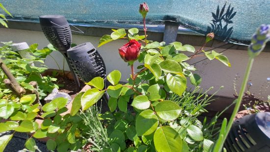 Kübelpflanzen Rosen und Ahorn