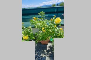 Kübelpflanze Gelbe Duftrose