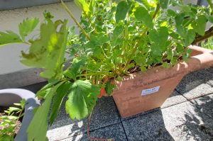 Kübelpflanze Gelbe Duftrose