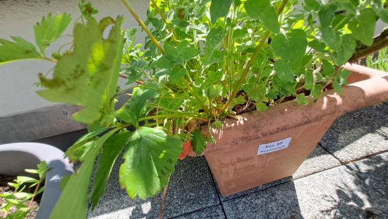 Kübelpflanze Gelbe Duftrose