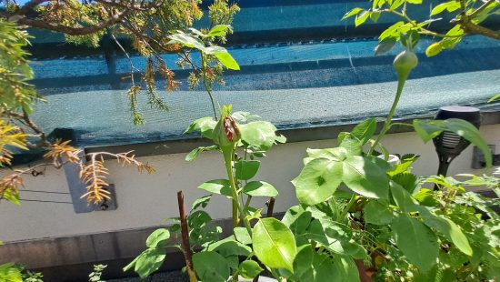 Topfplanze Rose