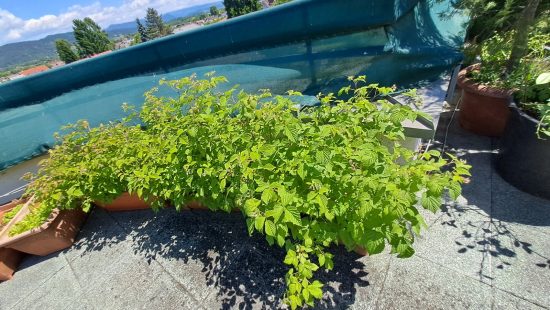 Kübelpflanzen Himbeeren