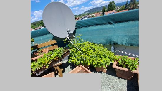 Kübelpflanzen Himbeeren und Erdbeeren