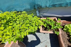 Kübelpflanzen Himbeeren und Erdbeeren