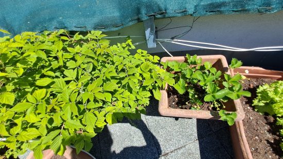 Kübelpflanzen Himbeeren und Erdbeeren