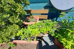 Kübelpflanzen Himbeeren und Erdbeeren