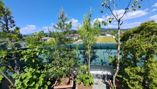 Kübelpflanzen Laub und Nadelgehölz