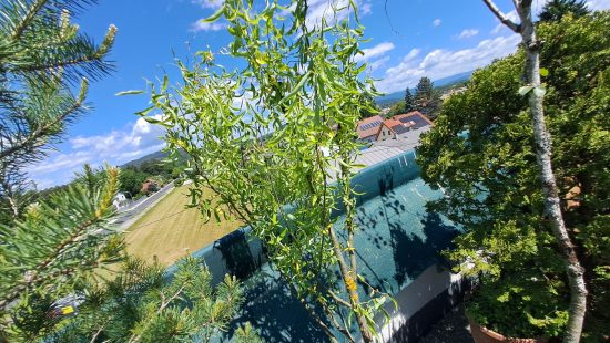Kübelpflanzen Laub und Nadelgehölz