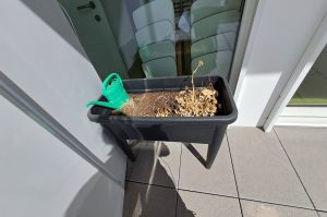 Blumenbeet EG KÜ