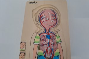 Körperpuzzle DG