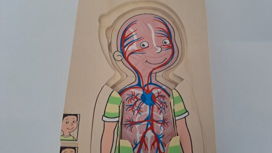 Körperpuzzle DG