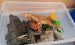 Dinosauriererlandschaft DGG