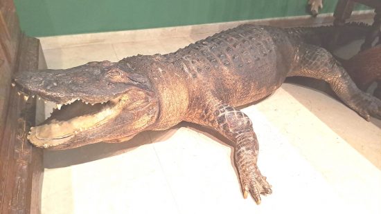 Alligator WZ