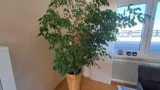 Zimmerpflanze Ficus W1
