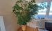 Zimmerpflanze Ficus W1