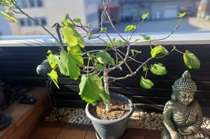 Feigenbaum T