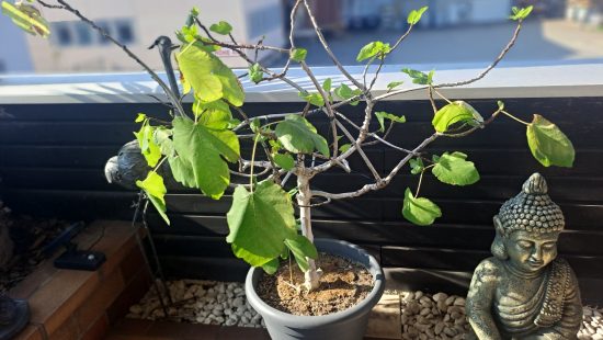 Feigenbaum T