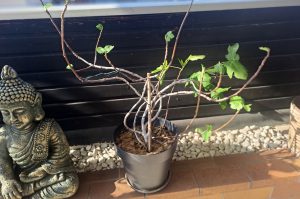 Feigenbaum T