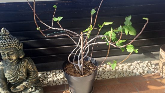 Feigenbaum T