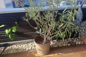 Oleander T