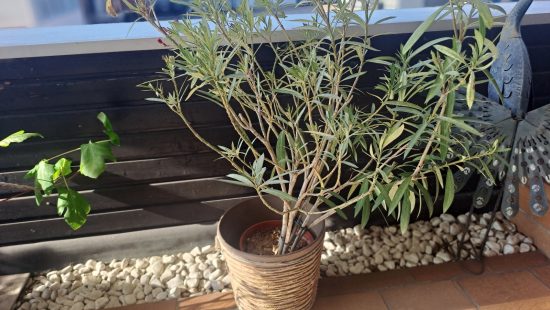 Oleander T