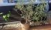 Oleander T