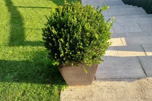 Blumentopf A