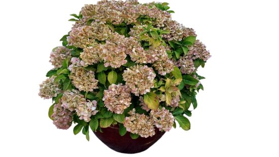 Blumentopf A