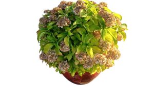 Blumentopf A