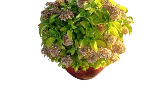 Blumentopf A