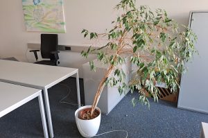 Blumentöpfe