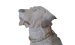 Porzellanskulptur Hund WZ