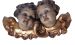 Putti WZ