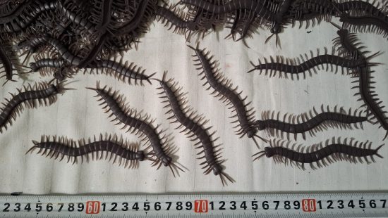 Spielware